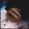Butterflyfish